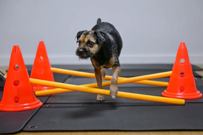 Dog receiving physiotherapy assessment from Elena