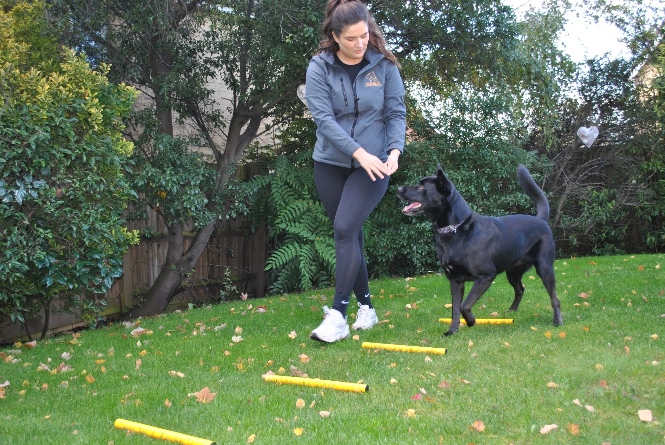 Online veterinary physiotherapy consultation on screen